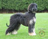 Afghan Hound 8P015D-04